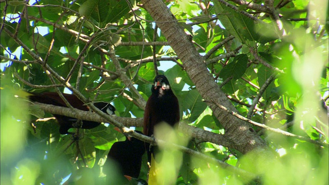 位于树枝上的MS Montezuma oropendula / Guanacaste，哥斯达黎加视频素材