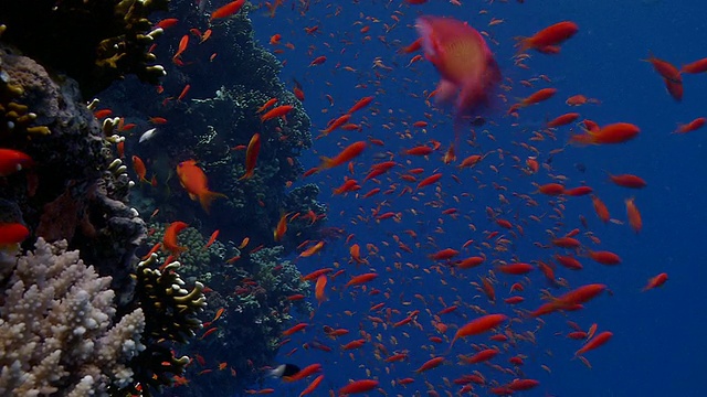 石竹从暗礁的遮蔽处游出来，在水流中觅食。拍摄于红海的拉斯穆罕默德视频素材