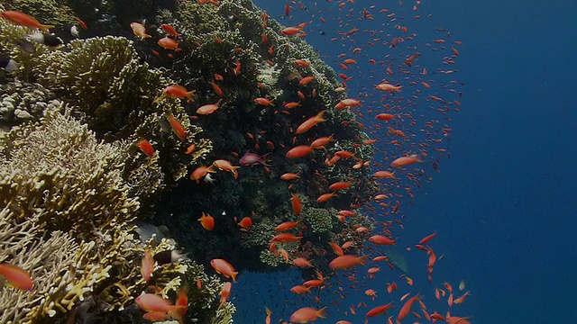 石竹从暗礁的遮蔽处游出来，在水流中觅食。拍摄于红海的拉斯穆罕默德视频素材