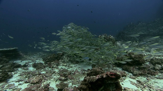 大眼鲷(Lutjanus Lutjanus)浅滩，Richlieu岩安达曼海，泰国视频素材