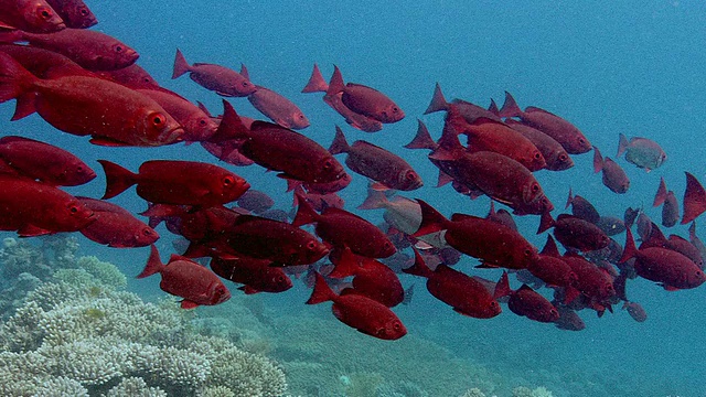 红大眼(Priacanthus macracanthus)浅滩。拍摄于红海的Abu Nuhas视频素材