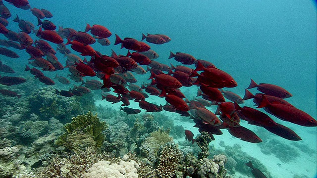 红大眼(Priacanthus macracanthus)浅滩。拍摄于红海的Abu Nuhas视频素材