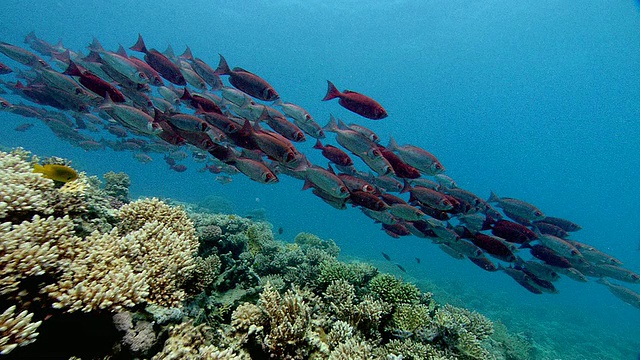 红大眼(Priacanthus macracanthus)浅滩。拍摄于红海的Abu Nuhas视频素材