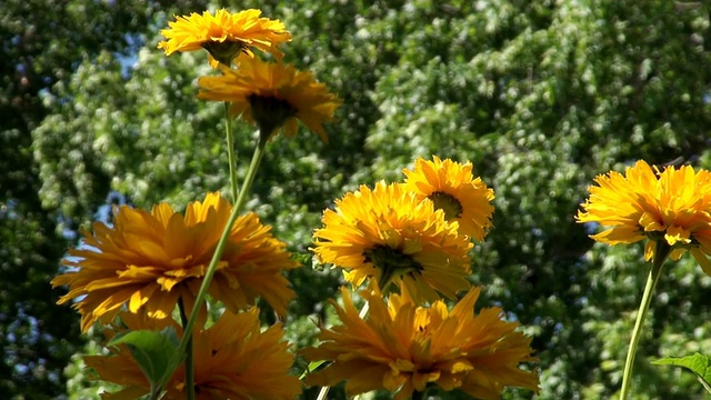 MS Bloom yellow heliopsis tree / Koblenz，莱茵兰-普法尔茨，德国视频素材