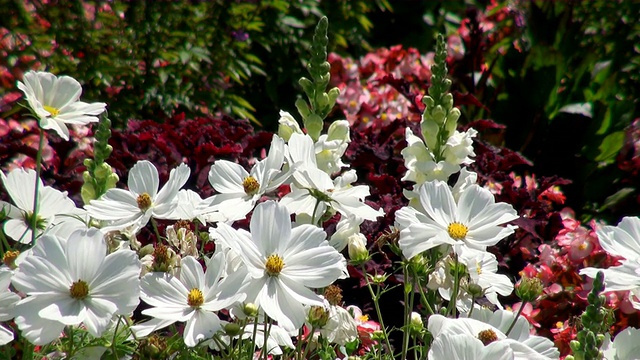 MS Field of flowers /科布伦茨，莱茵兰-普法尔茨，德国视频素材