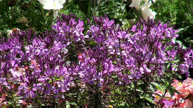 MS Field of flowers /科布伦茨，莱茵兰-普法尔茨，德国视频素材