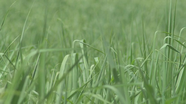 CU绿色的草在风中摇曳/乌干达，Buikwe视频素材