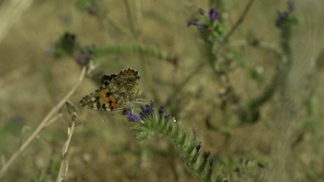 高速绘画女士(凡妮莎卡杜)蝴蝶起飞从vetch (Vicia sp.)， MS，西班牙。视频素材