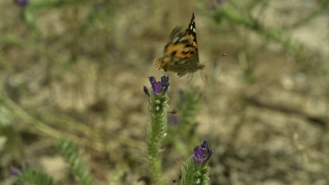 高速绘画女士(凡妮莎卡杜)蝴蝶起飞从vetch (Vicia sp.)， MS，西班牙。视频素材