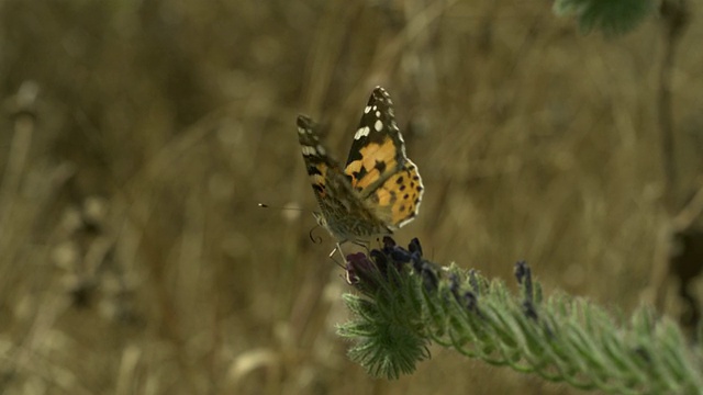 高速绘画女士(凡妮莎卡杜)蝴蝶起飞从vetch (Vicia sp.)， MS，西班牙。视频素材