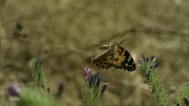 高速绘画女士(凡妮莎卡杜)蝴蝶起飞从vetch (Vicia sp.)， MS，西班牙。视频素材