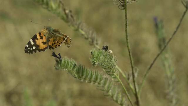 高速绘画女士(凡妮莎卡杜)蝴蝶起飞从vetch (Vicia sp.)， MS，西班牙。视频素材