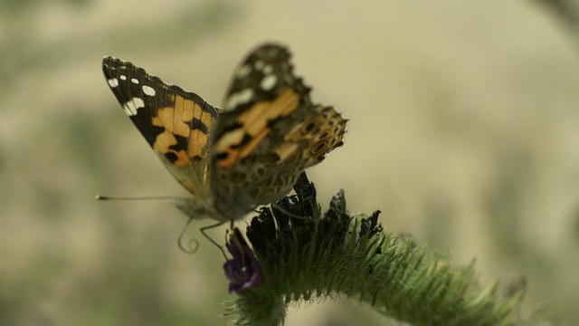 高速画女士(凡妮莎卡杜)蝴蝶起飞从vetch (Vicia sp.)，近距离，西班牙。视频素材