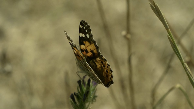 高速画女士(凡妮莎卡杜)蝴蝶起飞从vetch (Vicia sp.)，近距离，西班牙。视频素材