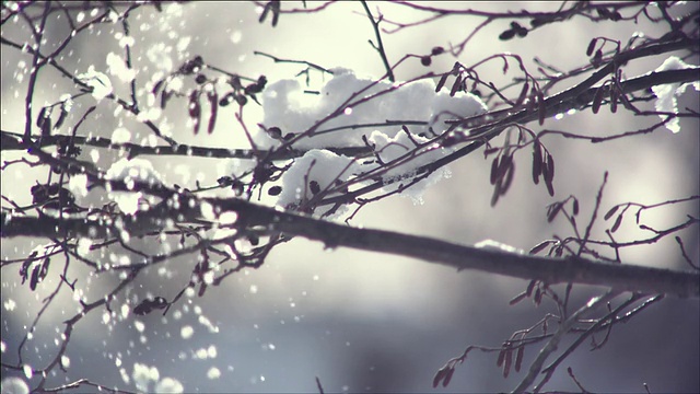 雪花飘落在树枝上视频素材