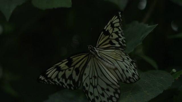 高速纸风筝蝴蝶(Idea leuconoe)从叶子起飞视频素材