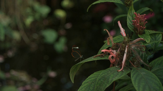 高速玻璃翼蝴蝶(Greta oto)从叶子上起飞，在花朵附近短暂盘旋视频素材