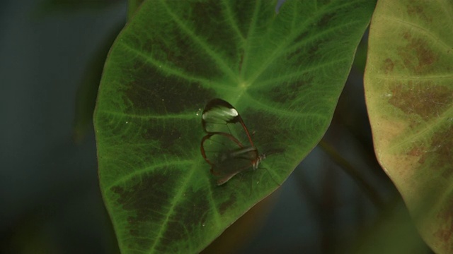 高速玻璃翼蝴蝶(Greta oto)从树叶上起飞视频素材