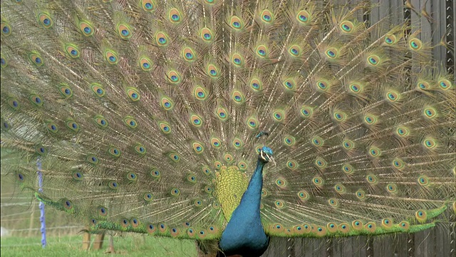 雄孔雀(Pavo cristatus)显示，转身，英国视频素材