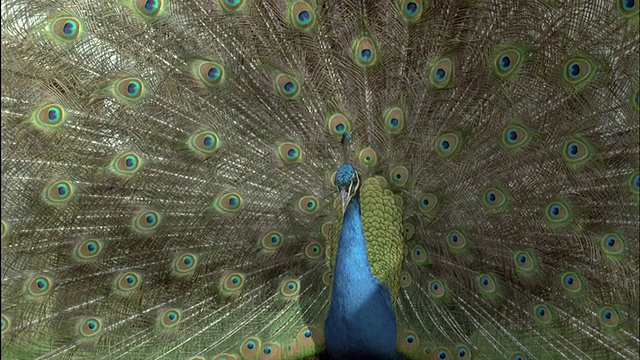 孔雀(Pavo cristatus)雄性展示，英国视频素材