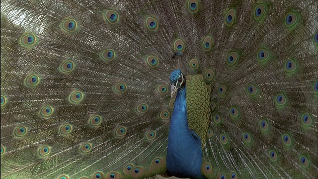 雄性孔雀(Pavo cristatus)，英国视频素材