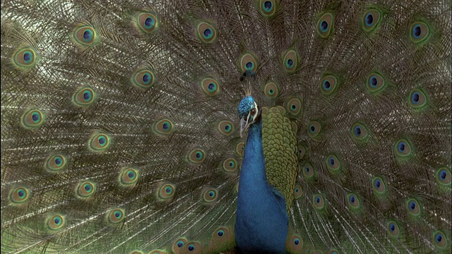 雄性孔雀(Pavo cristatus)，英国视频素材