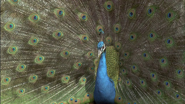 雄性孔雀(Pavo cristatus)，英国视频素材