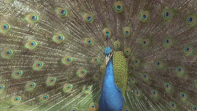 CU孔雀(Pavo cristatus)雄性展示，英国，英国视频素材