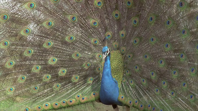 孔雀(Pavo cristatus)雄性展示，英国视频素材