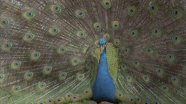 雄性孔雀(Pavo cristatus)展示，转身又回来，英国视频素材