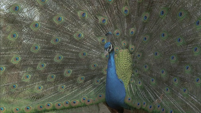 孔雀(Pavo cristatus)雄性显示，转向右边，求偶，英国视频素材