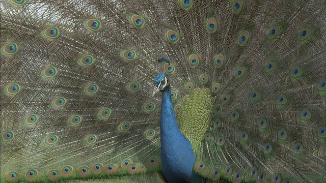 孔雀(Pavo cristatus)雄性显示，转向右边，求偶，英国视频素材