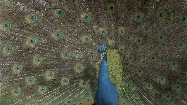 雄性孔雀(Pavo cristatus)，英国视频素材