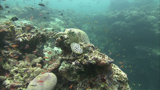 蝙蝠鱼和绿海龟(Chelonia mydas)在珊瑚上抓挠自己，卡帕莱，西巴丹岛，婆罗洲视频素材