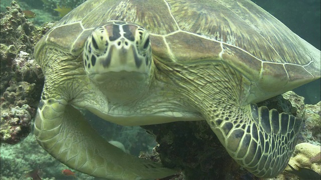 婆罗洲卡帕莱岛，西巴丹岛，绿海龟(Chelonia mydas)在珊瑚上抓挠自己视频素材