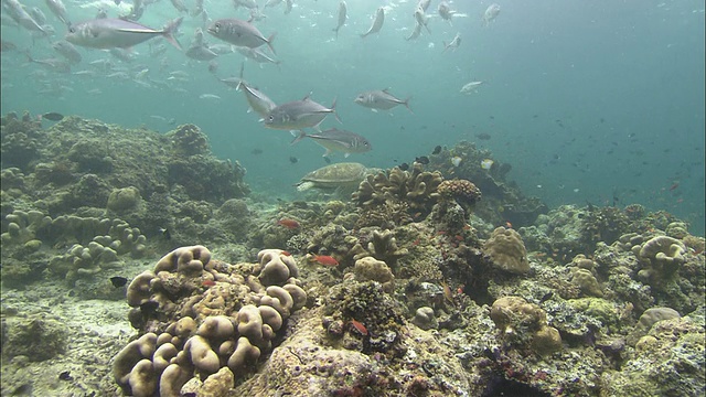 爪哇龟和绿海龟(Chelonia mydas)，卡帕莱，西巴丹，婆罗洲视频素材