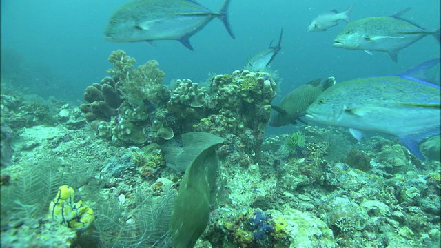 杰克和绿海龟(Chelonia mydas)和雷莫拉，卡帕莱，西巴丹岛，婆罗洲视频素材