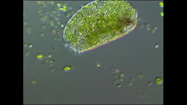 以藻类细胞为食的纤毛虫原生动物。它用一顶纤毛(像毛发一样的附属物)把海藻吹进嘴里视频素材