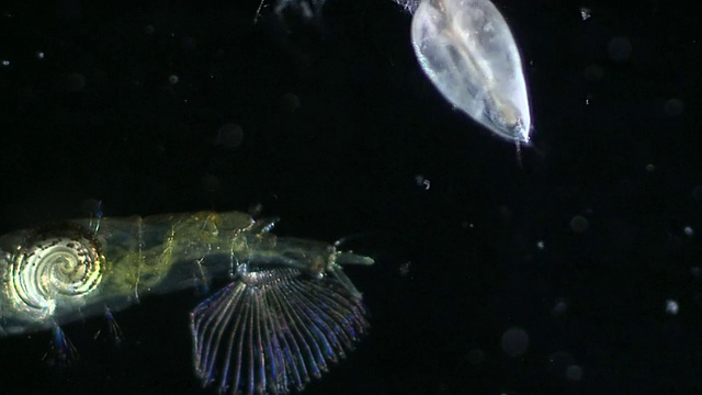 玻璃虫，或幽灵摇蚊幼虫(Chaoborus sp.)，在水中。视频素材