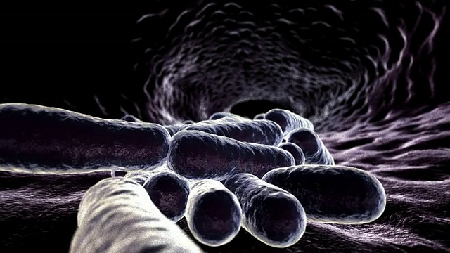 大肠杆菌在肠道中繁殖的大肠杆菌视频素材