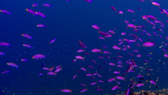 杜卡浅滩，以浮游生物为食，在暗礁上方的水流中进食。拍摄于印度尼西亚苏拉威西岛的Bunaken视频素材