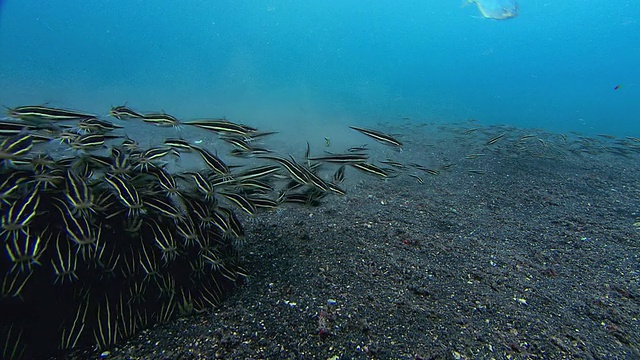 线纹鲶鱼(Plotosus lineatus)的两个摄食群体相遇，并发生相互作用。这是一个很少被观察到的事件，以前也不太可能被拍摄下来。拍摄于印度尼西亚苏拉威西岛的Lembeh海峡视频素材