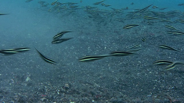 线纹鲶鱼(Plotosus lineatus)的两个摄食群体相遇，并发生相互作用。这是一个很少被观察到的事件，以前也不太可能被拍摄下来。拍摄于印度尼西亚苏拉威西岛的Lembeh海峡视频素材