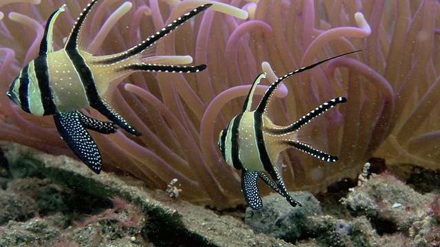 骄傲的鲤鱼(Pterapogon kauderni)。视频素材