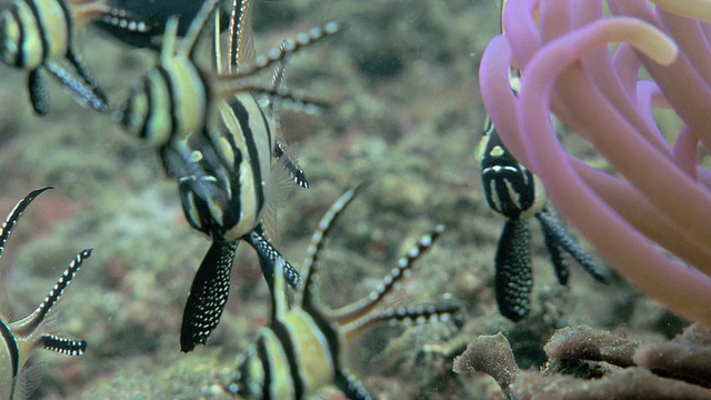 骄傲的鲤鱼(Pterapogon kauderni)。视频素材