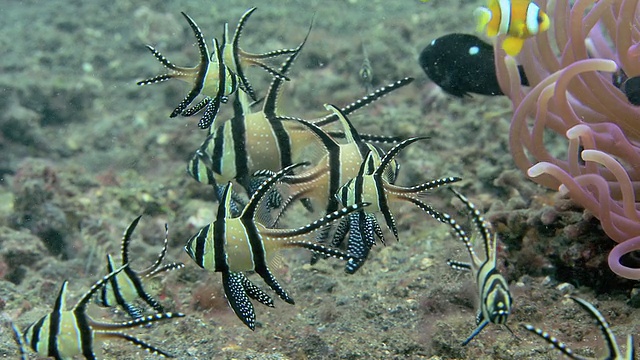 骄傲的鲤鱼(Pterapogon kauderni)。视频素材