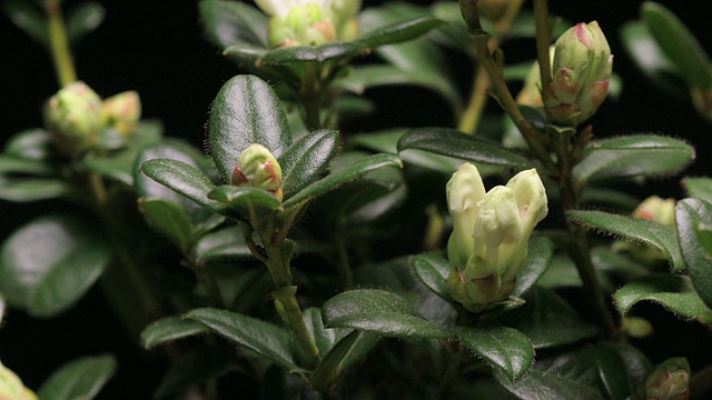 中等近景静态_杜鹃花开花生长视频素材