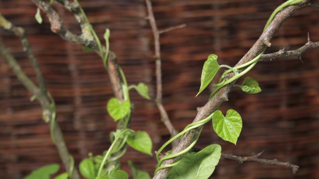 中等近景静态_牵牛花的藤蔓缠绕着茎并攀缘而上视频素材