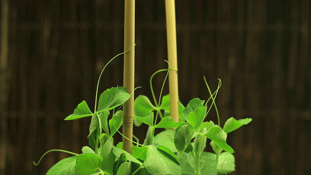 中近景静态_豌豆植物卷须波浪随着他们的成长视频素材