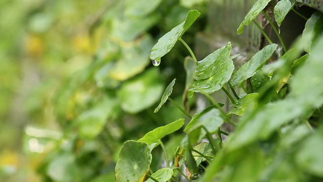 CU雨滴落叶/西安，陕西，中国视频素材